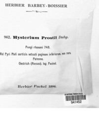 Hysterium prostii image